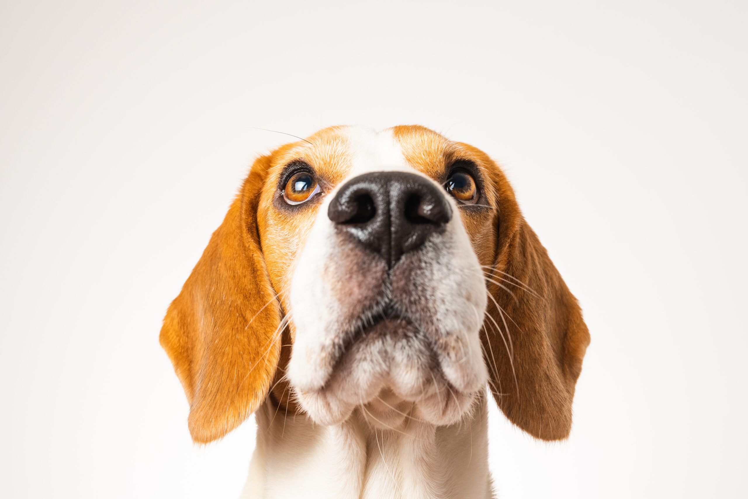 Tierärztliche Praxis für Verhaltenstherapie und Hundetraining