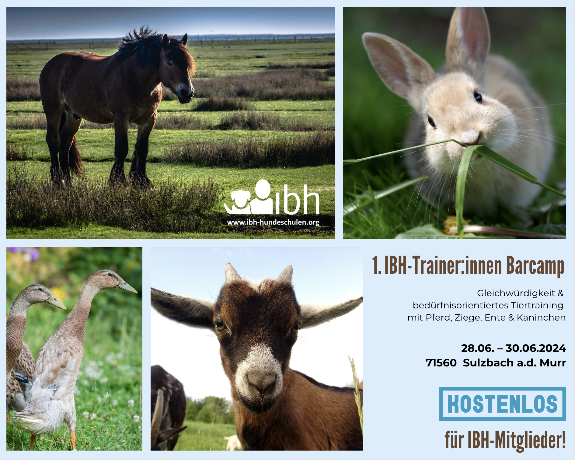 IBH-Trainer:innen Barcamp - Gleichwürdigkeit & bedürfnisorientiertes Tiertraining mit Pferd, Ziege, Ente & Kaninchen